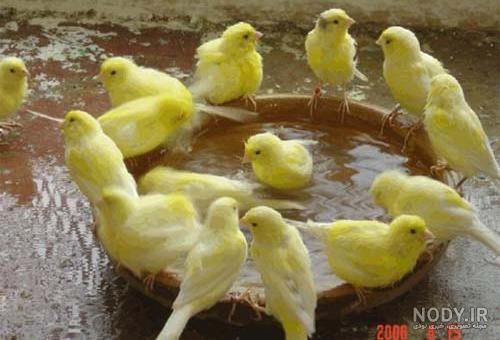 عکس قناری نر و ماده