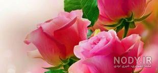 عکس پروفایل گل یخ زده عکس پروفایل گل یخ زده