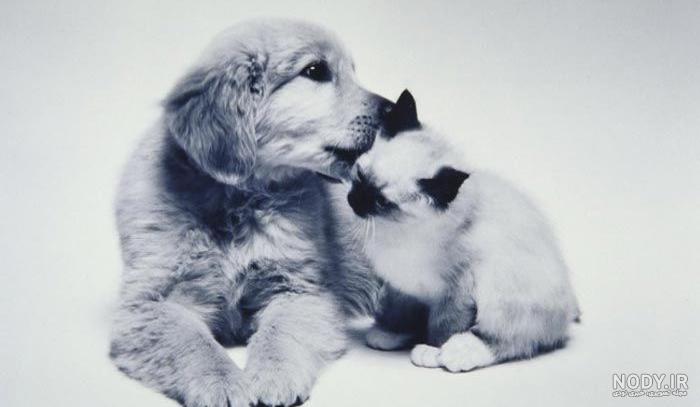 عکس کارتون سگ و گربه