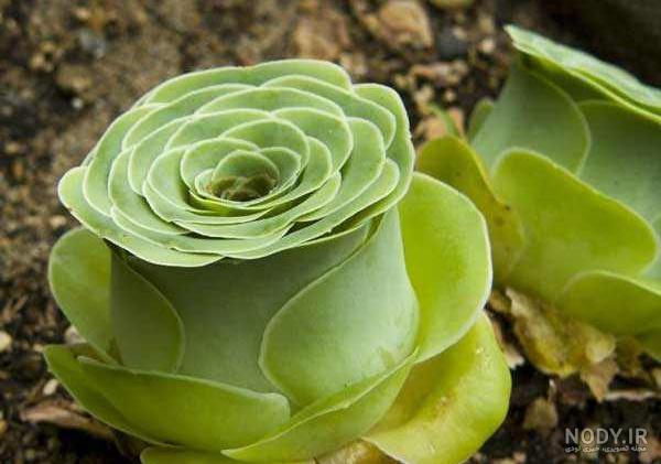عکس کاکتوس در بیابان