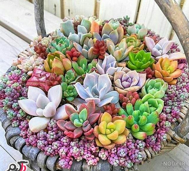 عکس کاکتوس فانتزی برای پروفایل