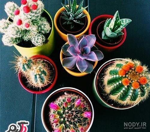 عکس کاکتوس کارتونی برای پروفایل