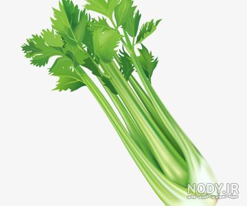عکس کرفس محلی عکس کرفس محلی