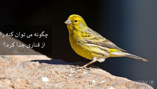 عکس کنه قناری