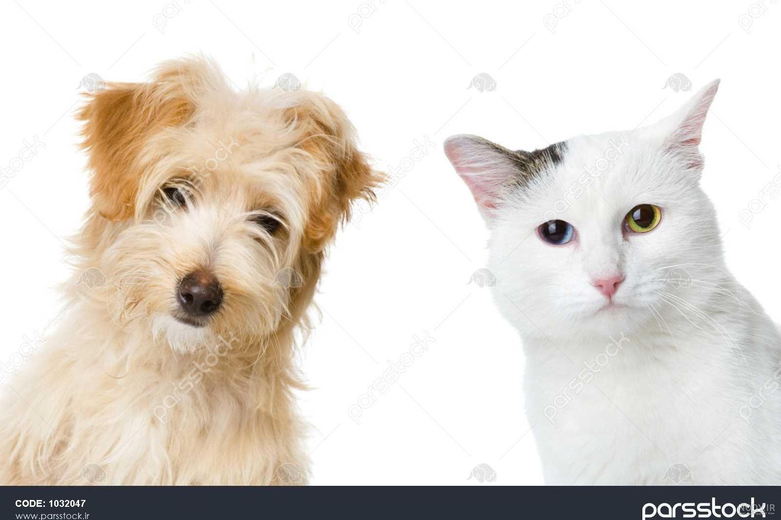 عکس گربه و سگ برای پروفایل