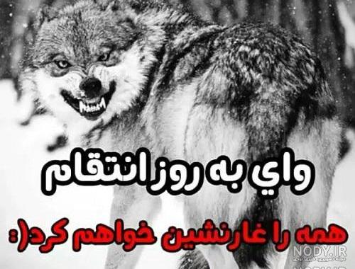 عکس گرگ تنها عکس گرگ تنها
