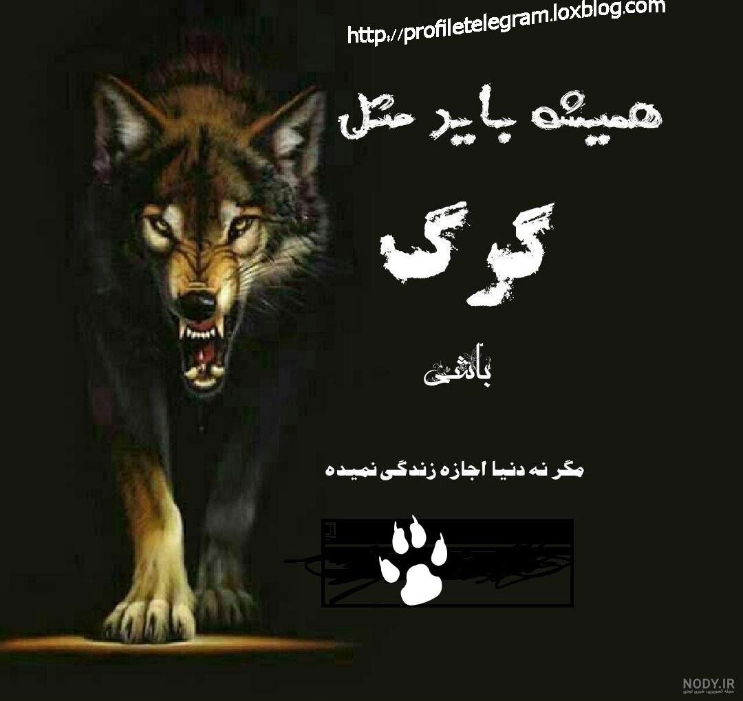 عکس گرگ سیاه برای پروفایل عکس گرگ سیاه برای پروفایل