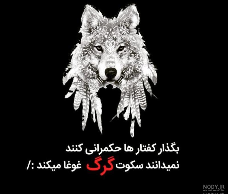 عکس گرگ وحشی سیاه عکس گرگ وحشی سیاه