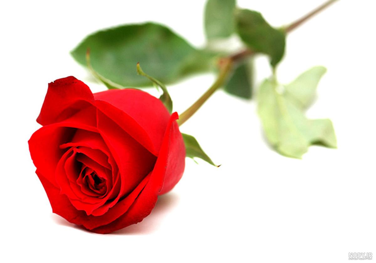 عکس گل رز آبی عکس گل رز آبی