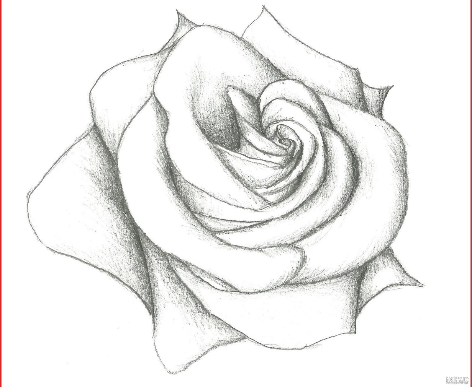 عکس گل رز برای طراحی
