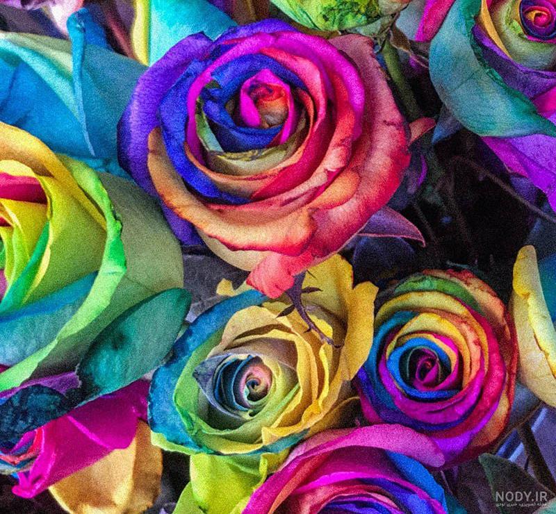 عکس گل رز برای پروفایل عکس گل رز برای پروفایل