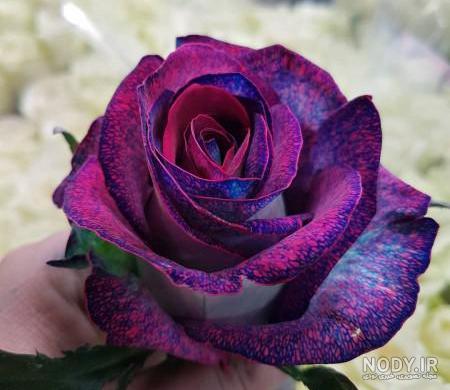عکس گل رز رنگی عکس گل رز رنگی
