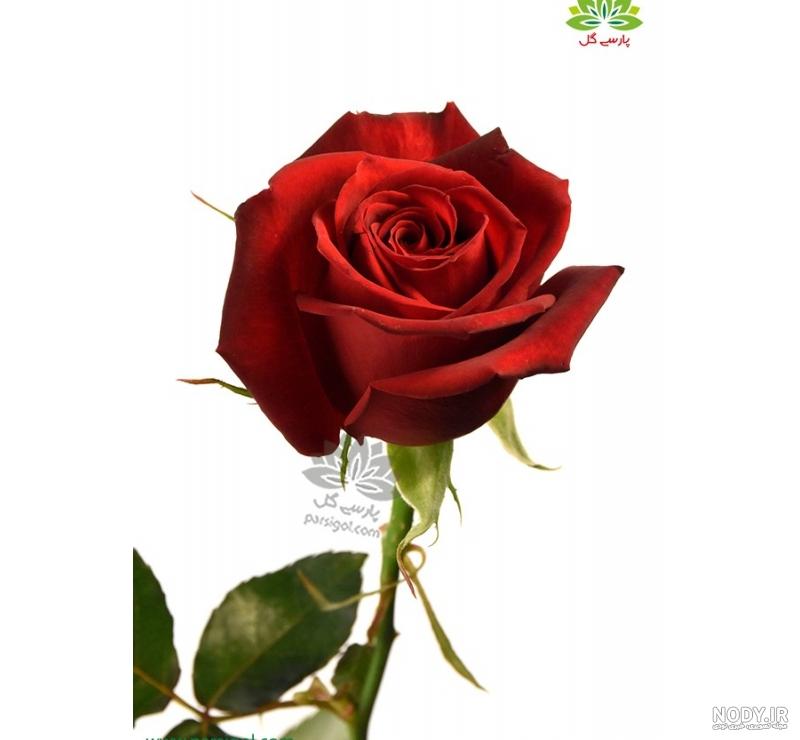 عکس گل رز زرد عکس گل رز زرد