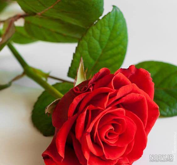 عکس گل رز زرد عکس گل رز زرد