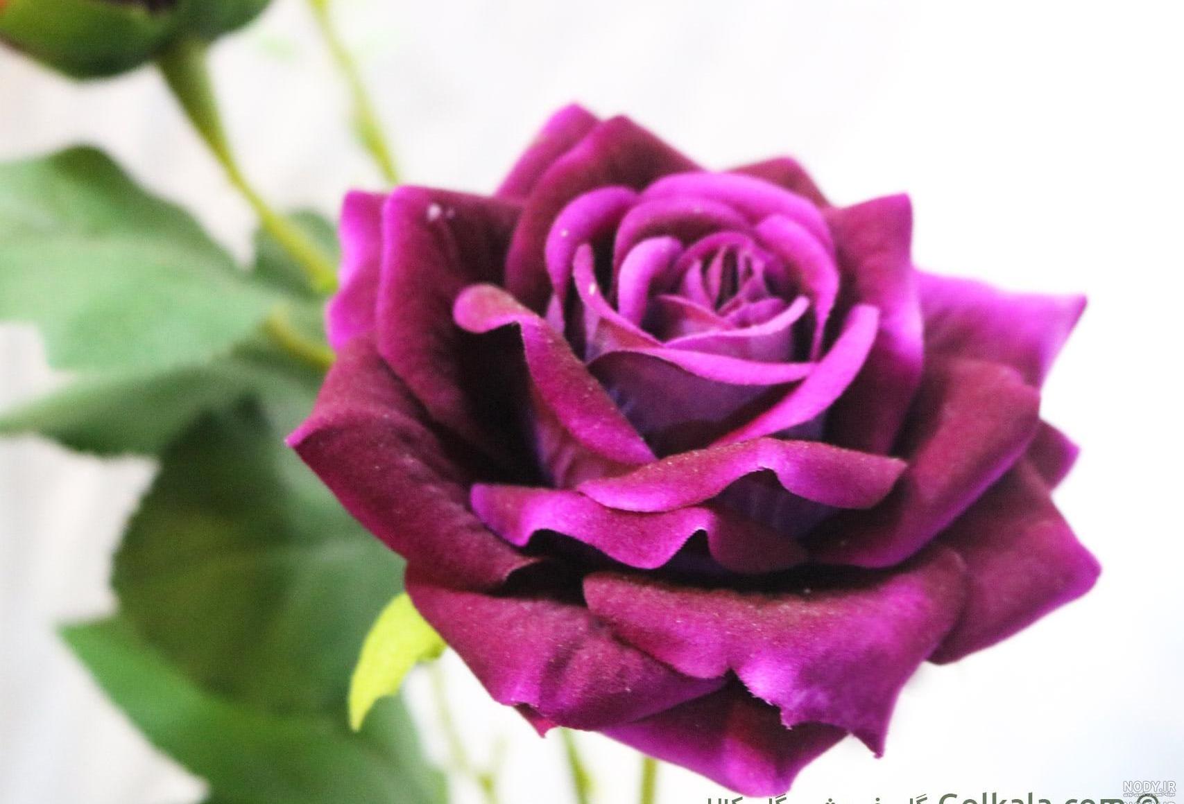 عکس گل رز زرد عکس گل رز زرد