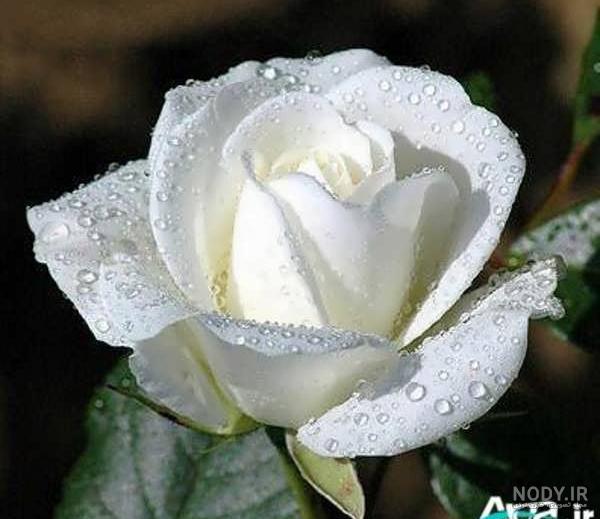 عکس گل رز سفید با کیفیت بالا