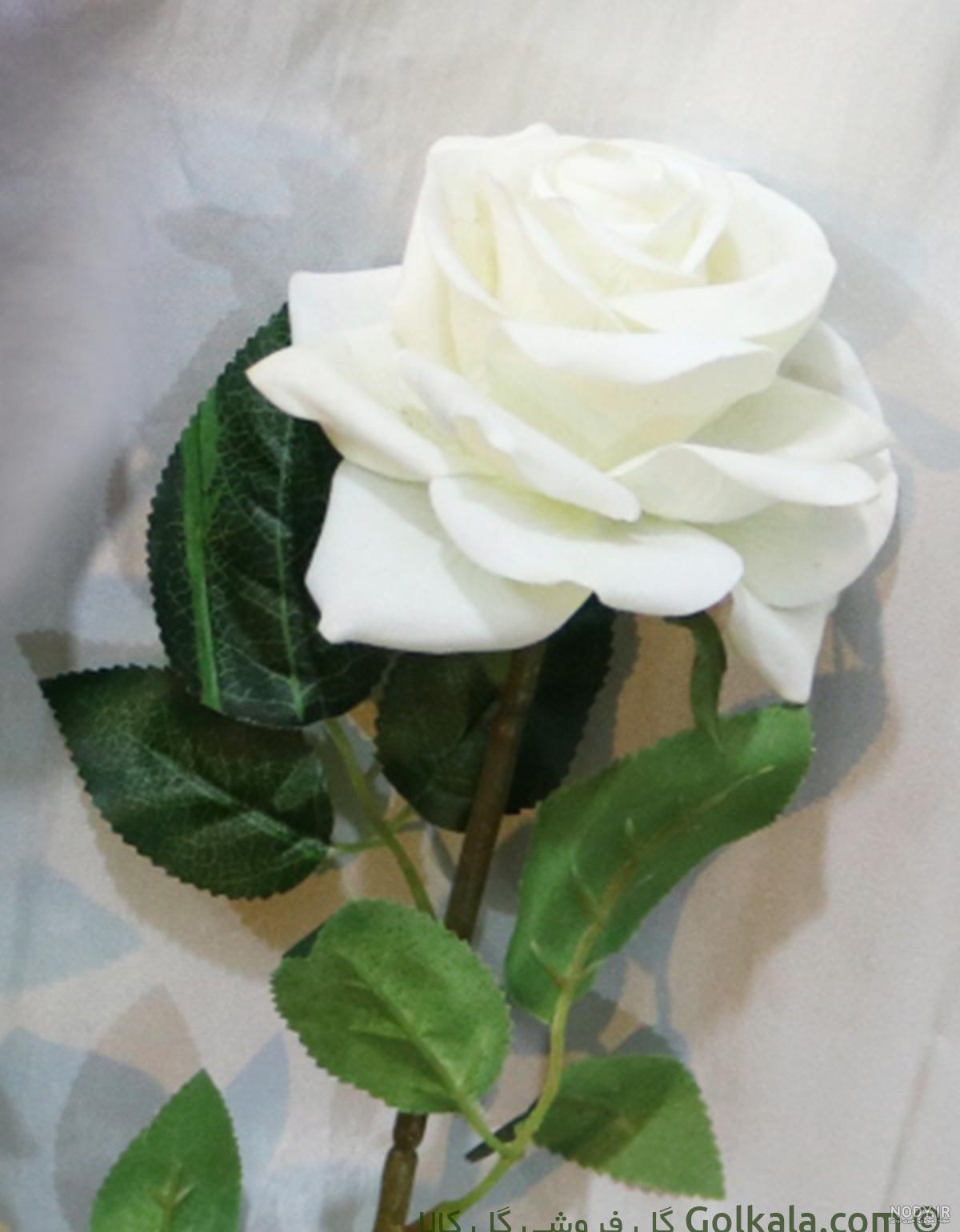 عکس گل رز سفید تک شاخه