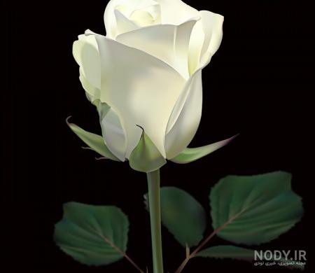 عکس گل رز سفید هلندی