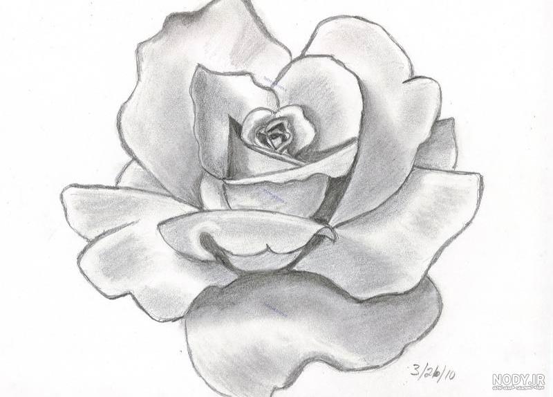 عکس گل رز طراحی