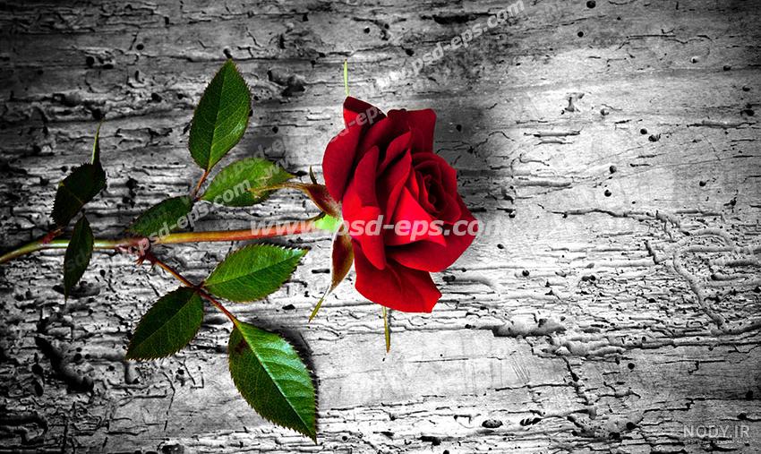 عکس گل رز قرمز عاشقانه عکس گل رز قرمز عاشقانه