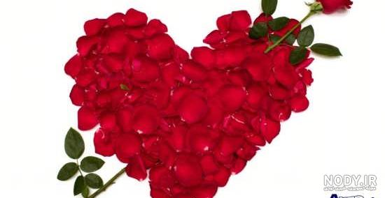 عکس گل رز قرمز و آبی