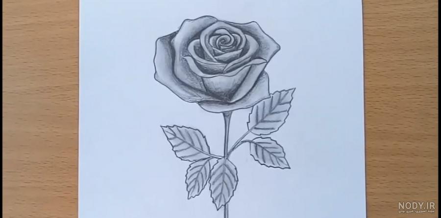 عکس گل رز نقاشی