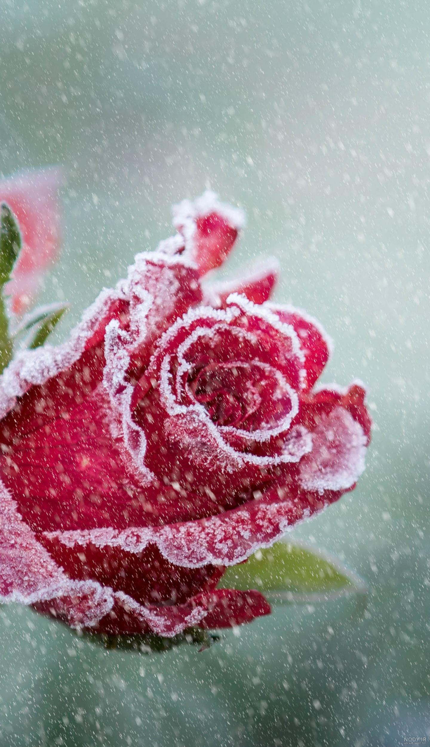 عکس گل سرخ یخ زده عکس گل سرخ یخ زده