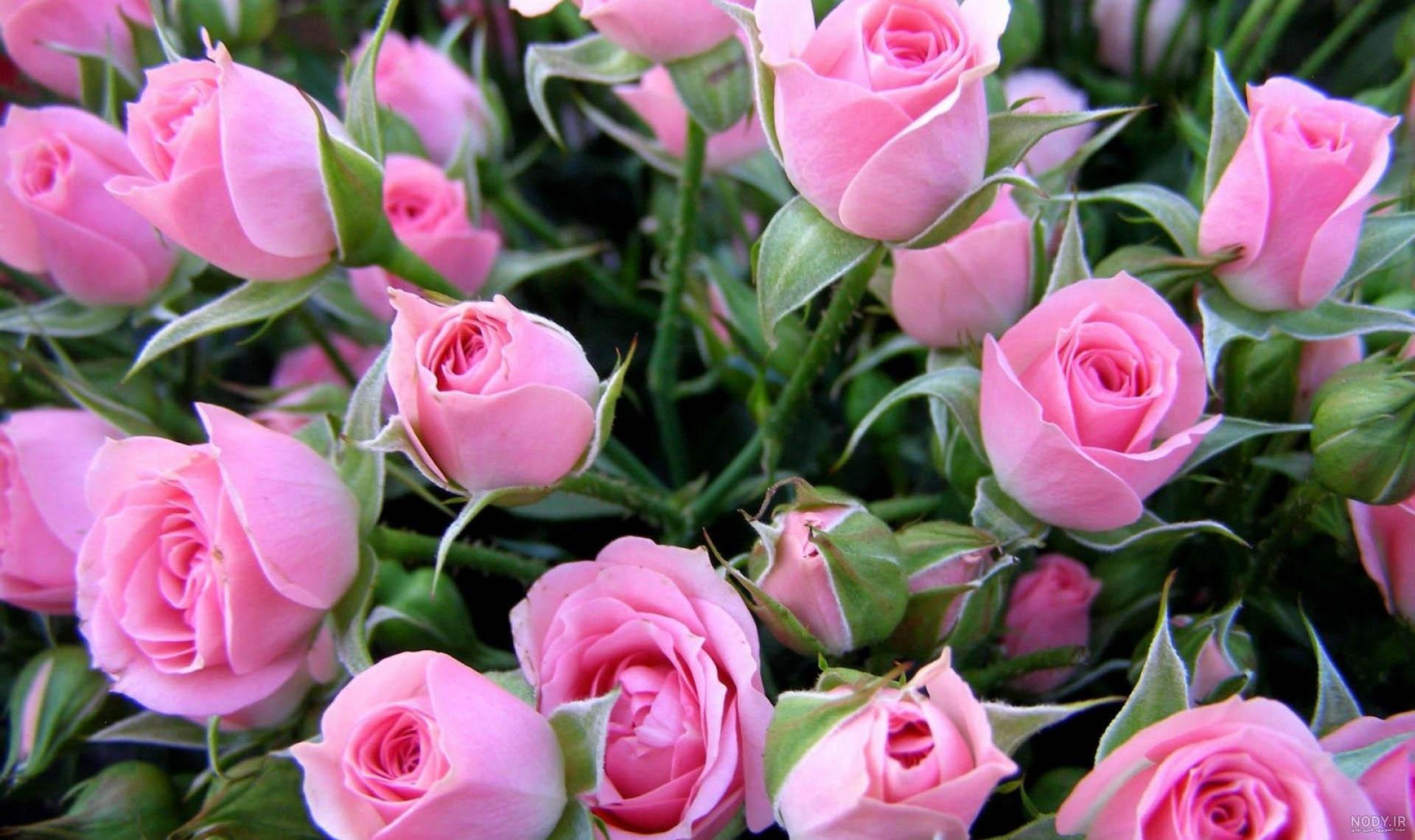 عکس گل طبیعی