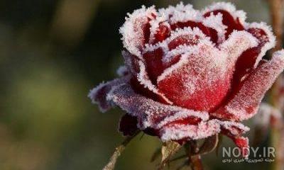 عکس گل طبیعی عکس گل طبیعی