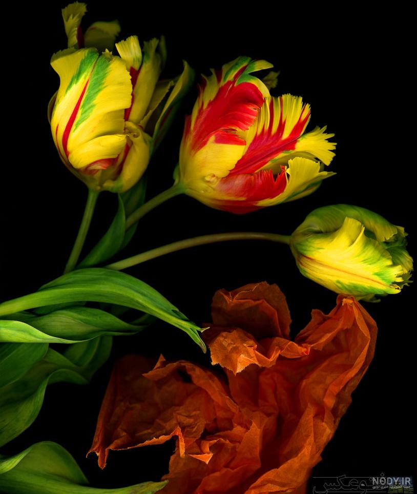 عکس گل عشق طبیعی عکس گل عشق طبیعی