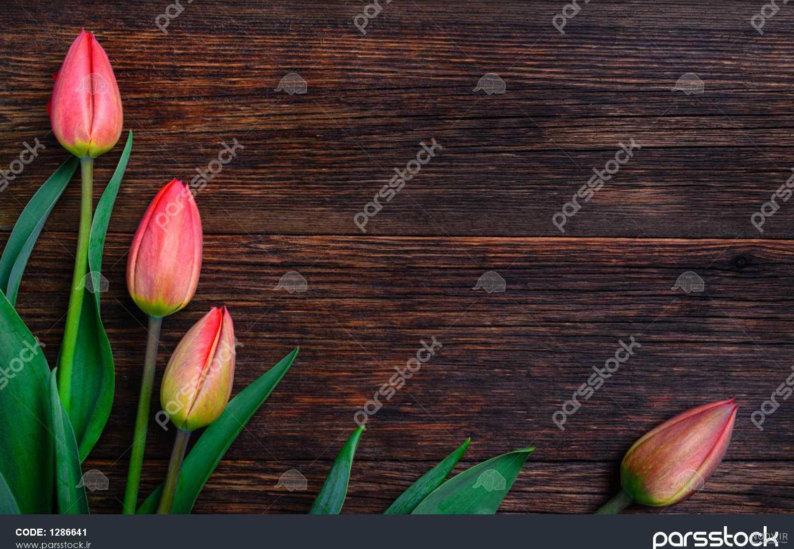 عکس گل لاله آبی عکس گل لاله آبی