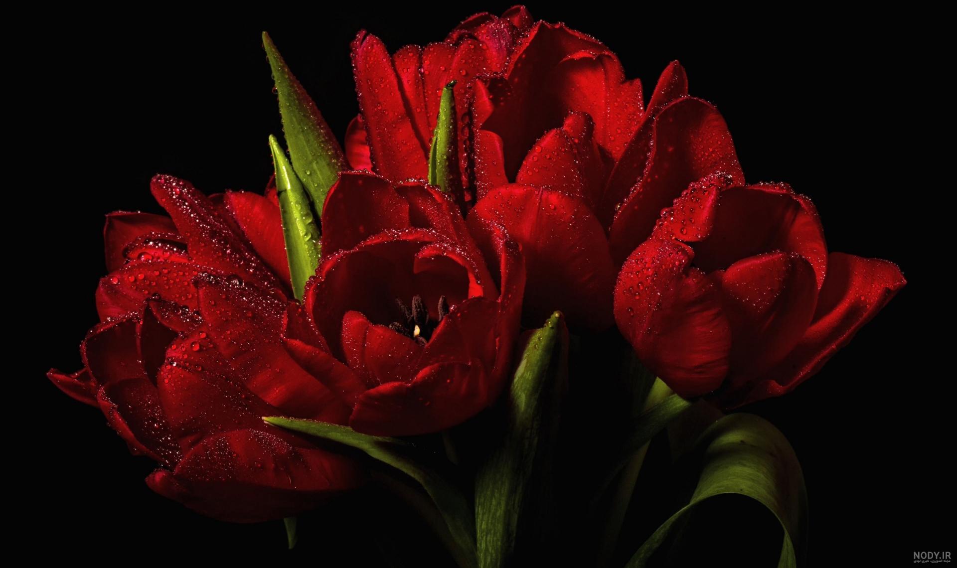 عکس گل لاله برای شهیدان عکس گل لاله برای شهیدان