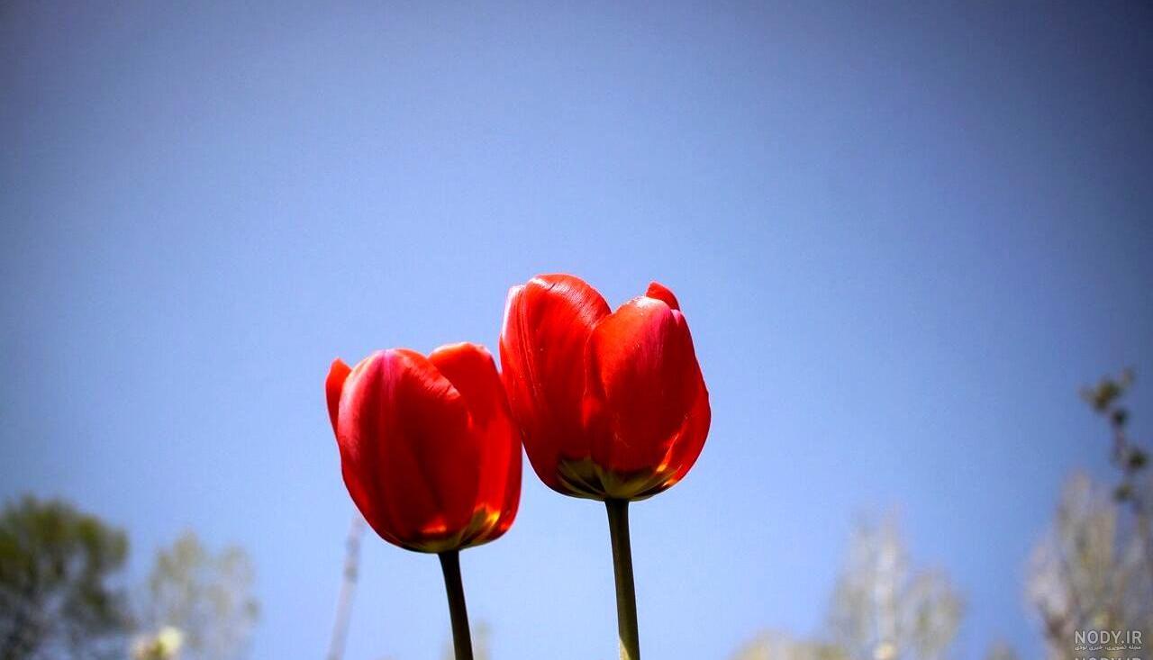عکس گل لاله زرد عکس گل لاله زرد