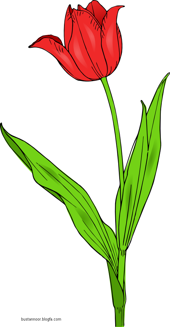 عکس گل لاله شهید عکس گل لاله شهید