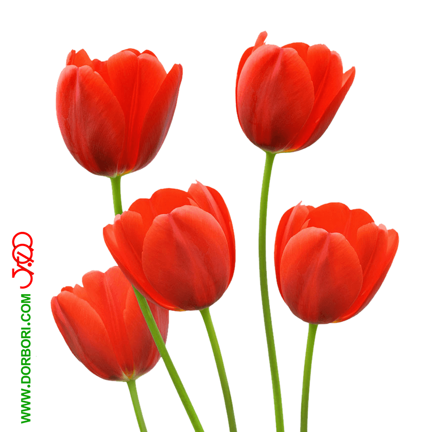 عکس گل لاله قرمز نقاشی عکس گل لاله قرمز نقاشی