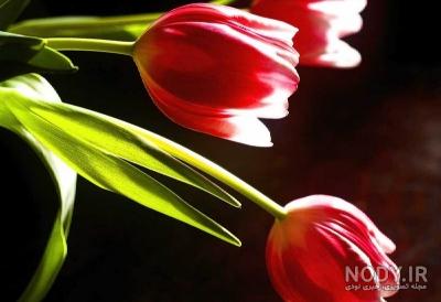 عکس گل لاله قرمز و سفید عکس گل لاله قرمز و سفید
