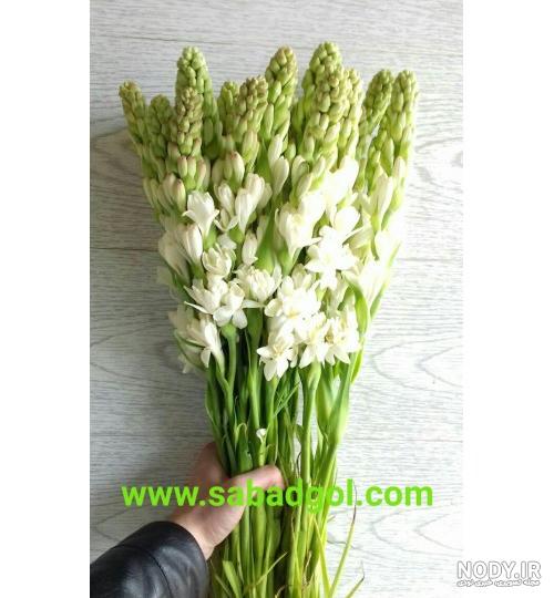 عکس گل مریم در دست دختر عکس گل مریم در دست دختر