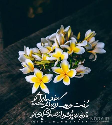 عکس گل نرگس در برف