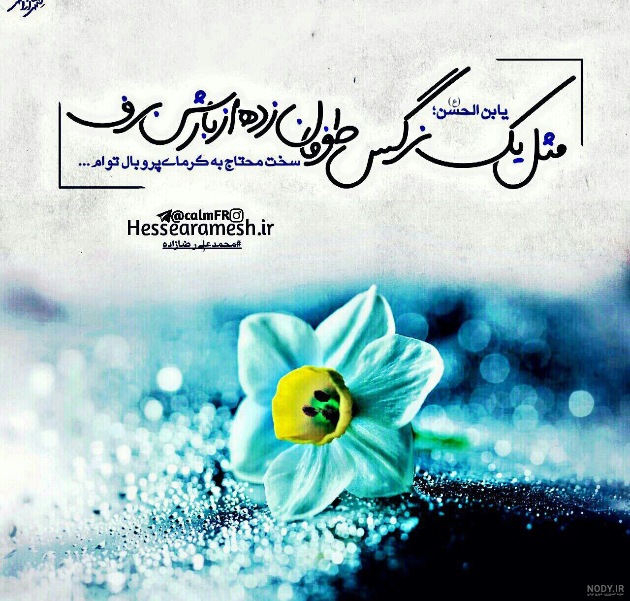 عکس گل نرگس در دست دختر چادری