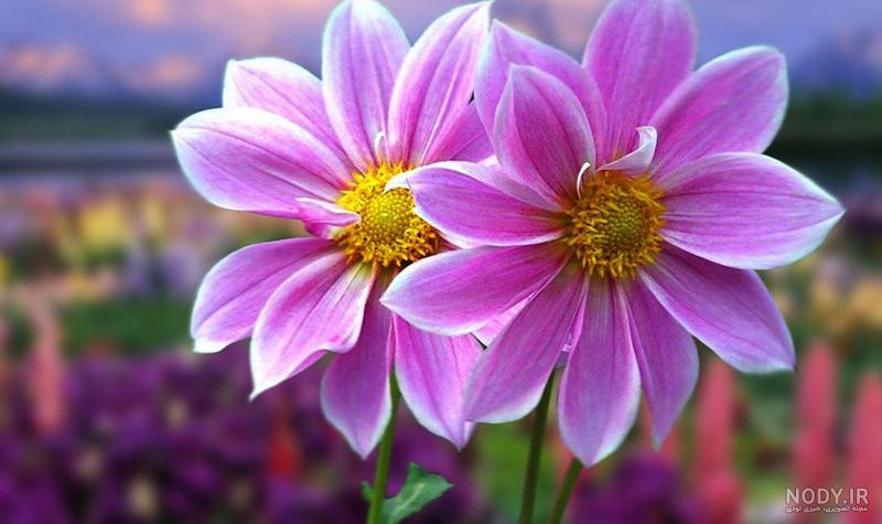 عکس گل نوشته دار عکس گل نوشته دار