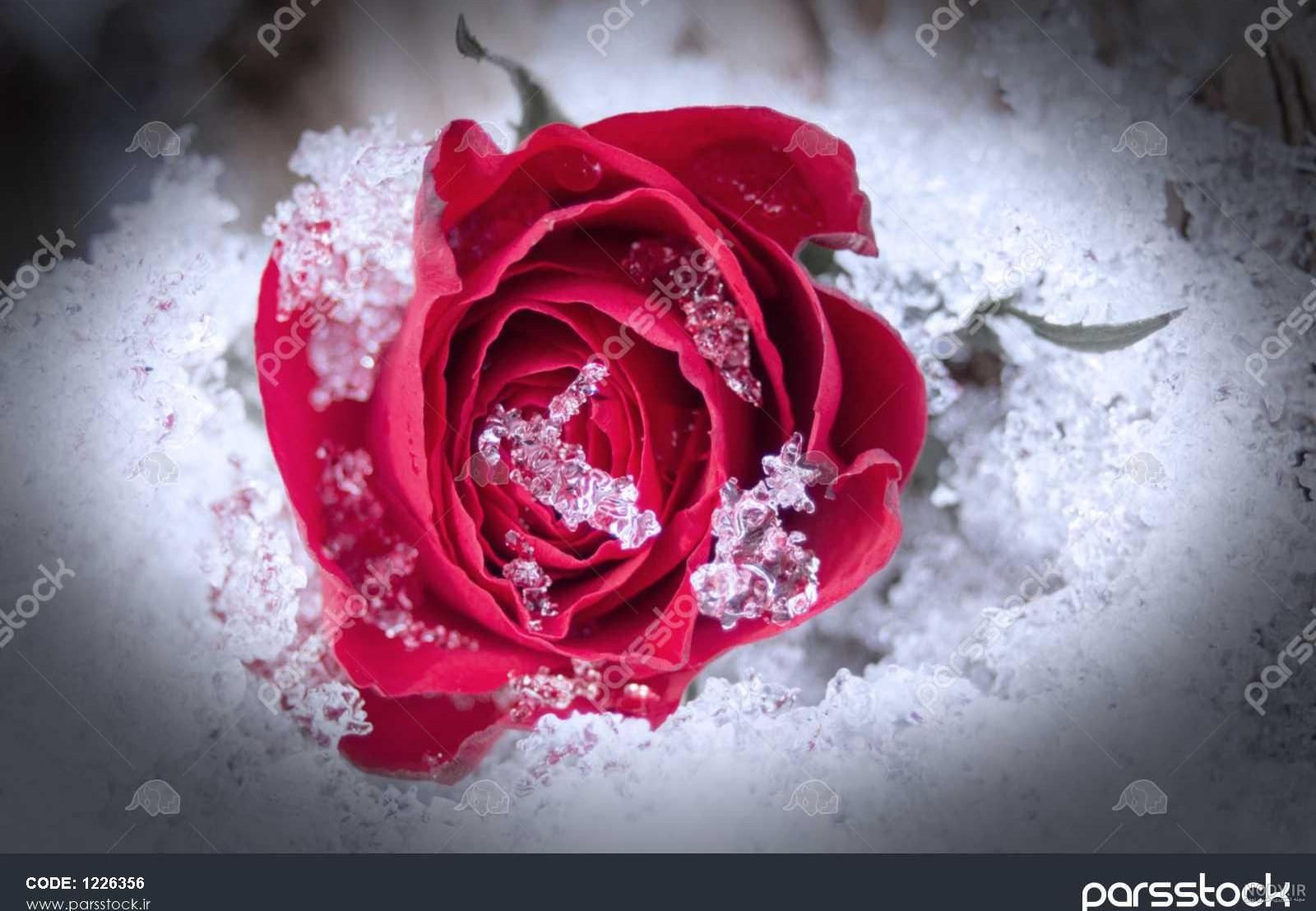 عکس گل نوشته دار عکس گل نوشته دار