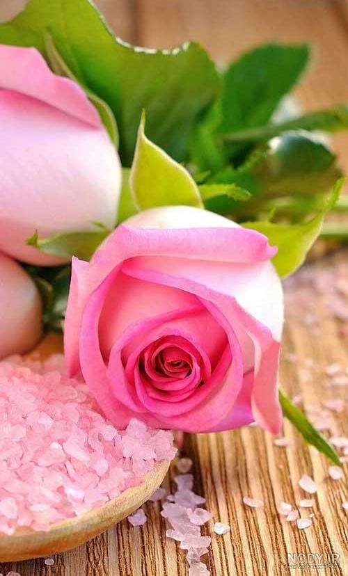 عکس گل های زیبا عکس گل های زیبا