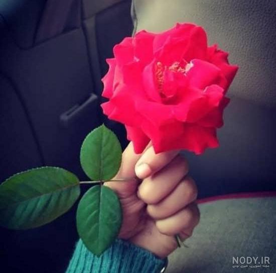 عکس گل های زیبای جدید
