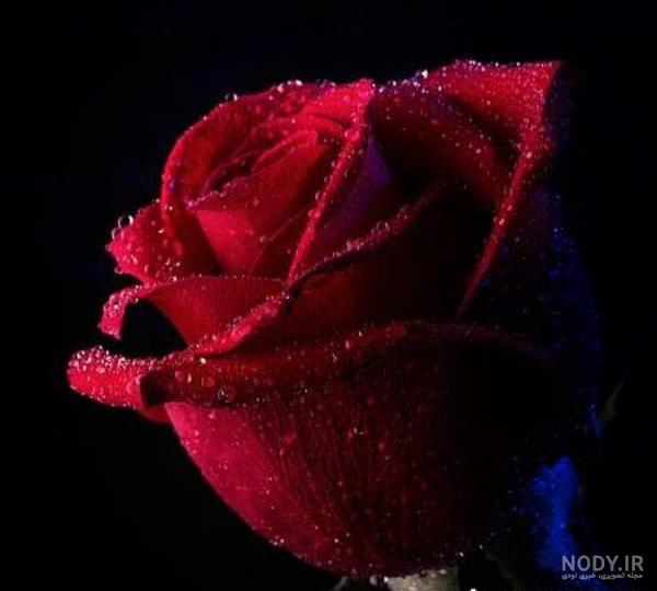 عکس گل های عاشقانه عکس گل های عاشقانه