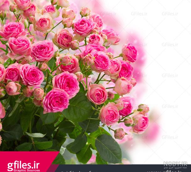 عکس گل و قلب عکس گل و قلب
