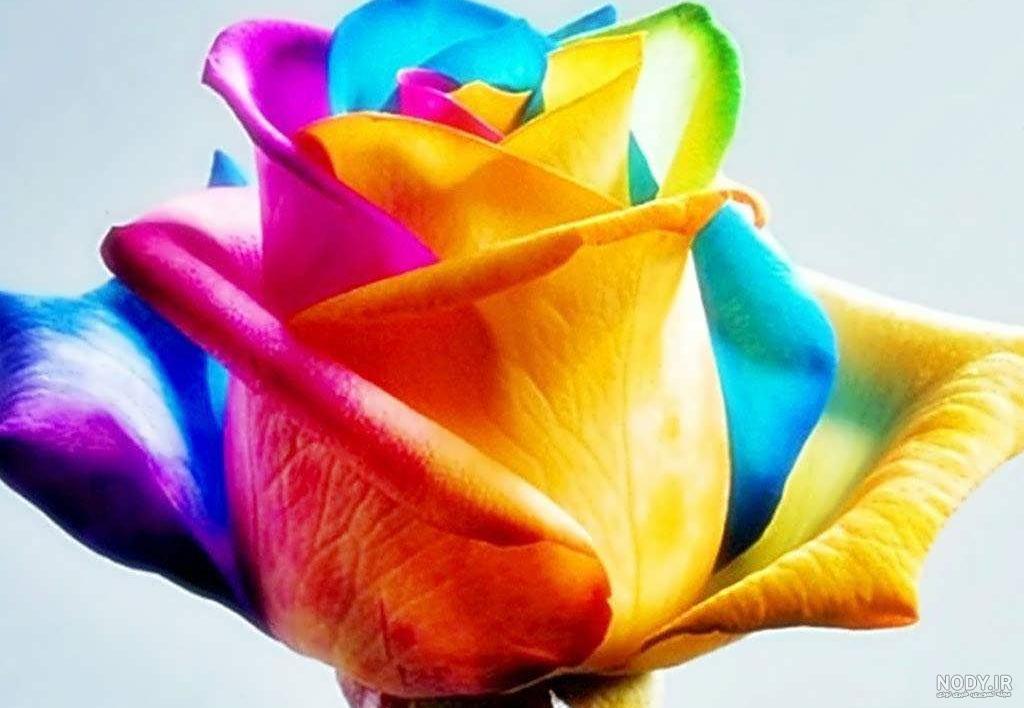 عکس گلهای رنگارنگ زیبا