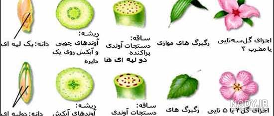 عکس گیاه دو لپه عکس گیاه دو لپه