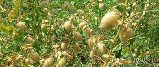 عکس گیاه لپه