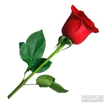 عکس یک شاخه گل رز برای پروفایل عکس یک شاخه گل رز برای پروفایل