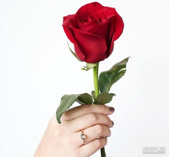 عکس یک شاخه گل رز زرد عکس یک شاخه گل رز زرد
